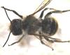 Osmia aurulenta